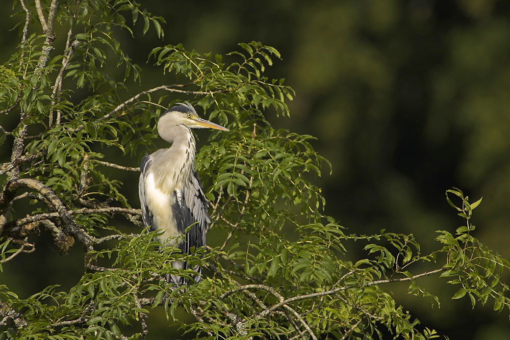 Grey Heron (Ardea cinerea) perched in a tree. Herons occasionaly roost or perch in trees. This one was perched while having a preen and stayed there for atleast 3 hours..  Argyll, Scotland