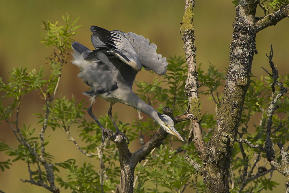 Grey Heron (Ardea cinerea) perched in a tree looking stretching wings and neck looking down. Herons occasionaly roost or perch in trees. This one was perched while having a preen and stayed there for atleast 3 hours..  Argyll, Scotland