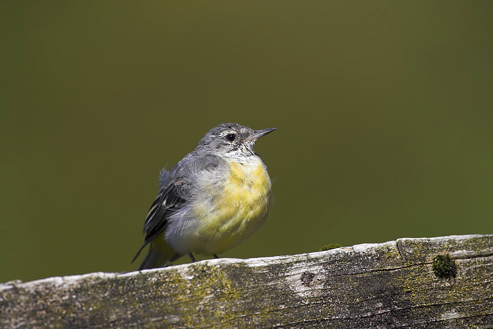 Grey Wagtail (Motacilla cinerea) with some juvenille plumage sitting on submerged fence post. Wagtails like perches over the water to preen and rest..  Argyll, Scotland