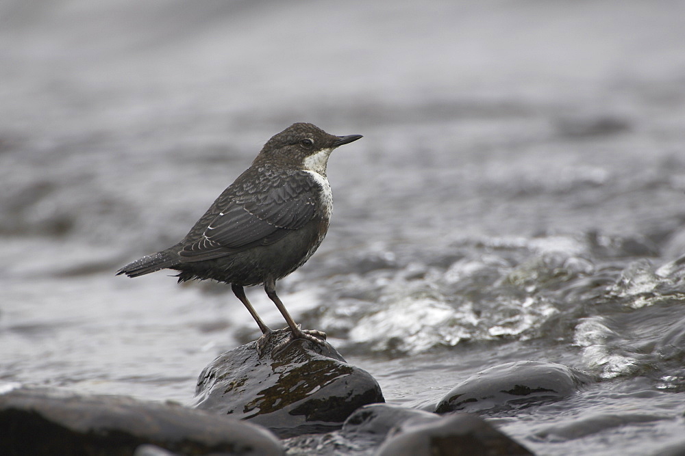 Juvenile Dipper (Cinclus cinclus) on rocks feeding in the waves of Loch Awe. Dippers feed on insects underneath rocks in the water and even on stormy days like this one can feed right amongst the waves. Juvenile Dippers have more dappled feathers than Adults. .  Argyll, Scotland