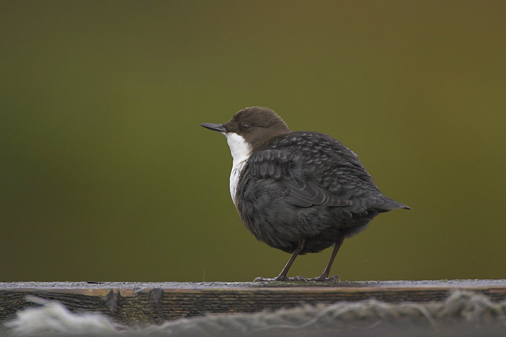 Dipper (Cinclus cinclus) perching on pier. Dippers often perch on rocks, fence posts and piers surveying the water, calling or just having a good preen. 