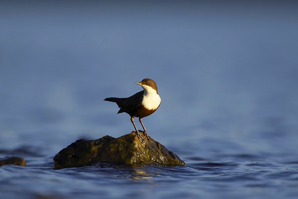 Dipper (Cinclus cinclus) perched on rock bathed in late evening light, blue water background. , Argyll, Scotland, UK