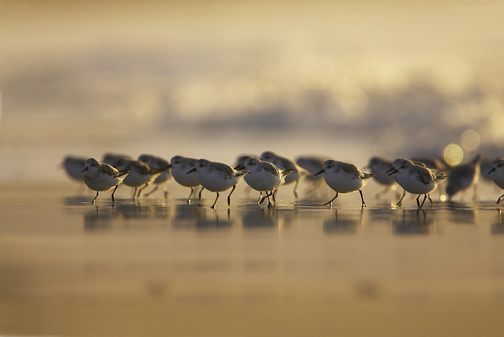 Sanderling (Calidris alba) running from incoming waves early in the morning silhouetted against the orange early light. Soroby, Argyll, Scotland, UK