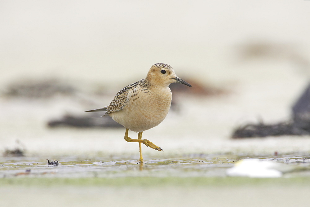 Knot (Calidris canutus) . Soroby, Argyll, Scotland, UK