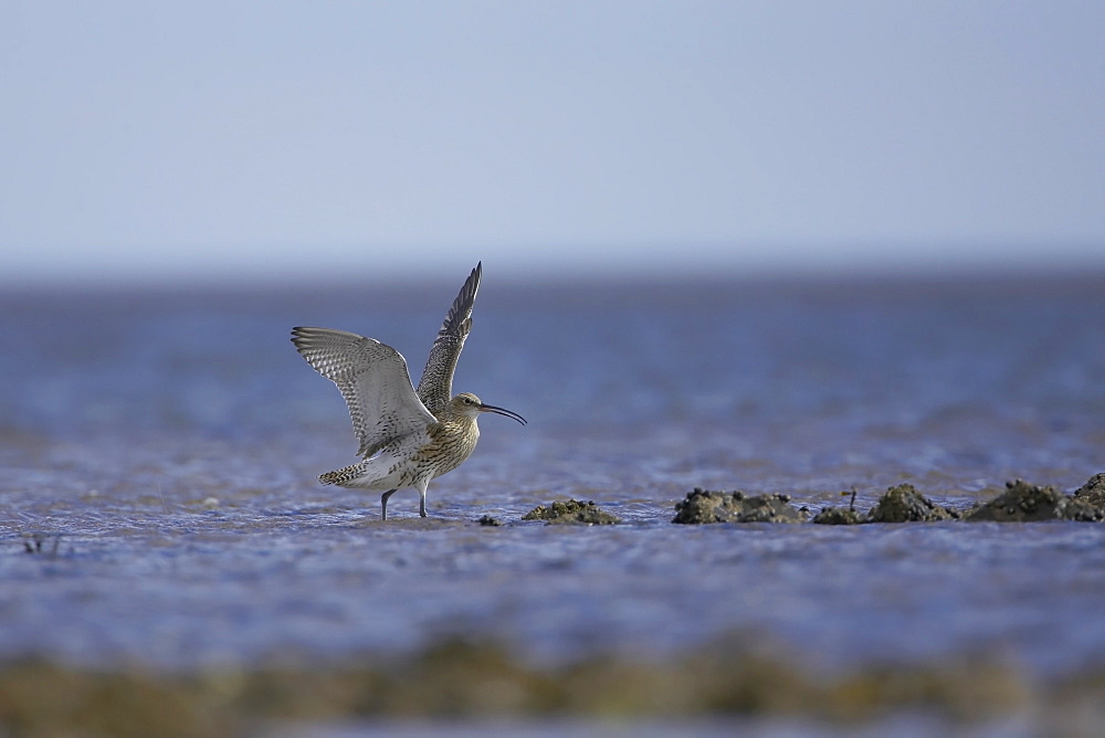 Curlew (Numenius arquata) flying and coming into land. Angus, Scotland, UK