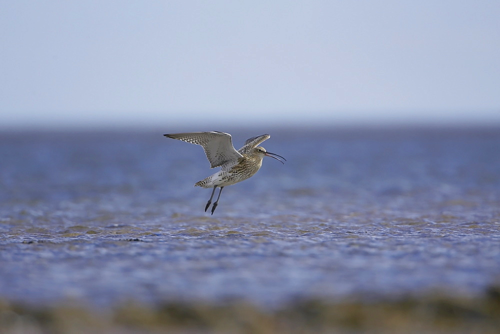 Curlew (Numenius arquata) flying and coming into land. Angus, Scotland, UK