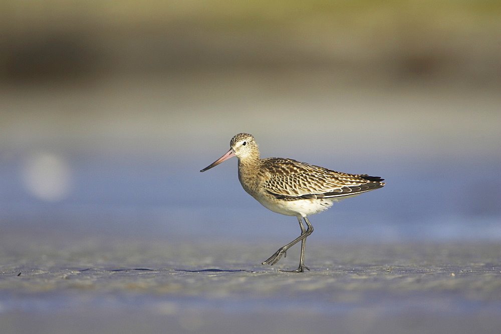 Bar-Tailed Godwit (Limosa lapponica) walking while foraging for food on beach, foot up. Gott Bay, Argyll,, Scotland, UK