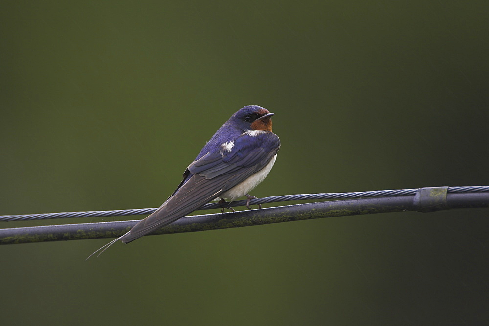 Swallow (Hirundo rustica) preening on power lines and cables. Swallows often perch on power lines and telephone cables, calling, resting and preening..  Argyll, Scotland