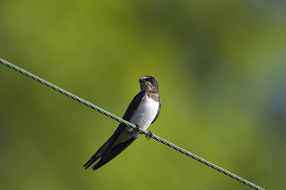 Juvenille Swallow (Hirundo rustica) preening on power lines and cables. Swallows often perch on power lines and telephone cables, calling, resting and preening..  Argyll, Scotland