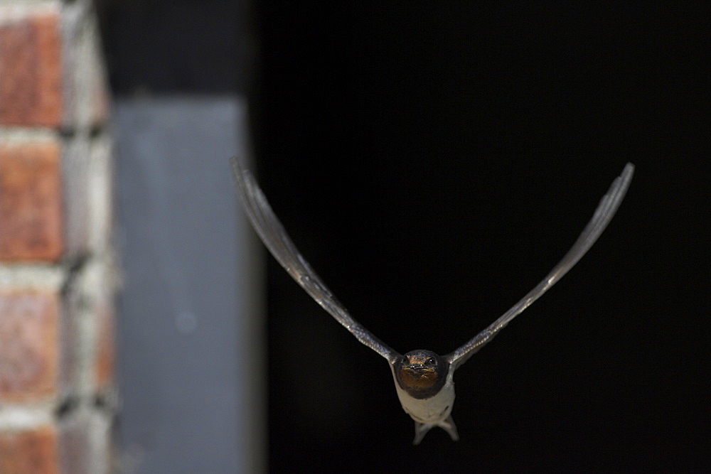 Swallows (Hirundo rustica) flying out of garage. Swallows often choose derelict buildings and garages to nest in. This one was nesting in a garage near the banks of Loch Awe.  Argyll, Scotland