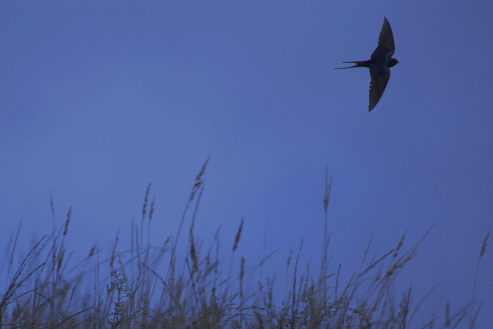 Swallow (Hirundo rustica) flying low over the meadow feeding on insects. During  summer Swallows can be found darting over a meadows surface feeding on the abundance of insects that can be found there. .  Argyll, Scotland