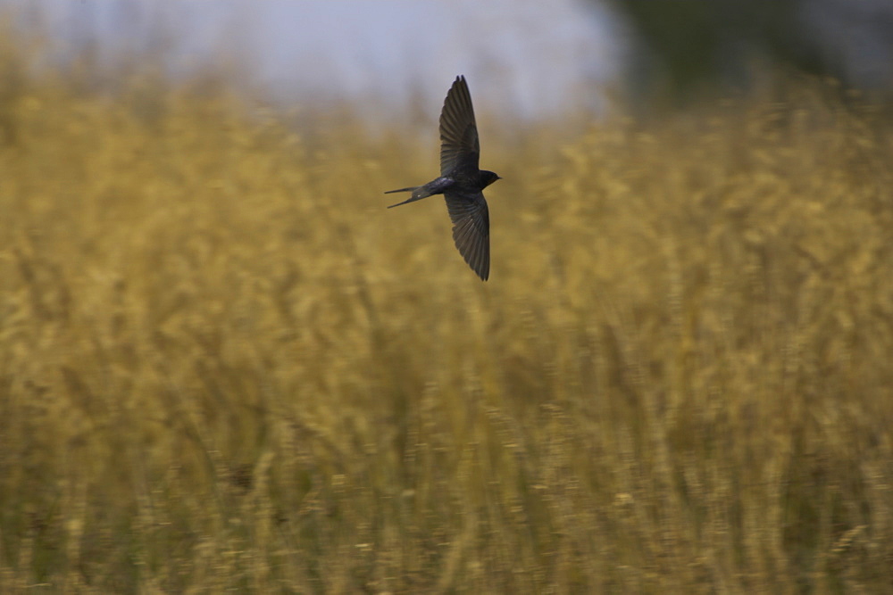 Swallow (Hirundo rustica) flying low over the meadow feeding on insects. During  summer Swallows can be found darting over a meadows surface feeding on the abundance of insects that can be found there. .  Argyll, Scotland