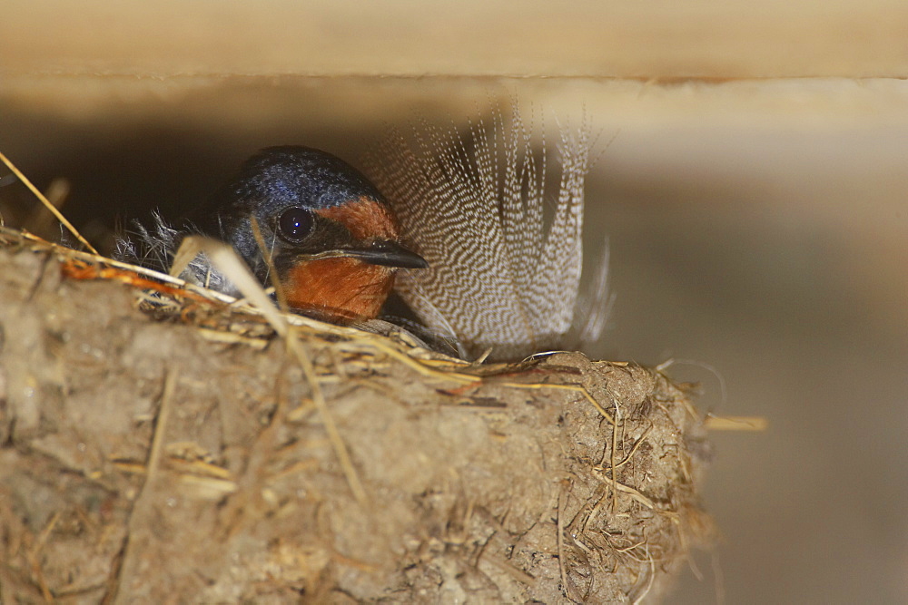 Swallow (Hirundo rustica) sitting on nest. Loch Awe, Argyll, Scotland, UK