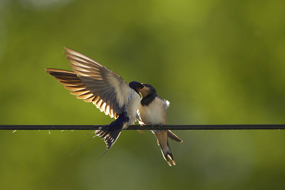 Swallow (Hirundo rustica) feeding young. Loch Awe, Argyll, Scotland, UK