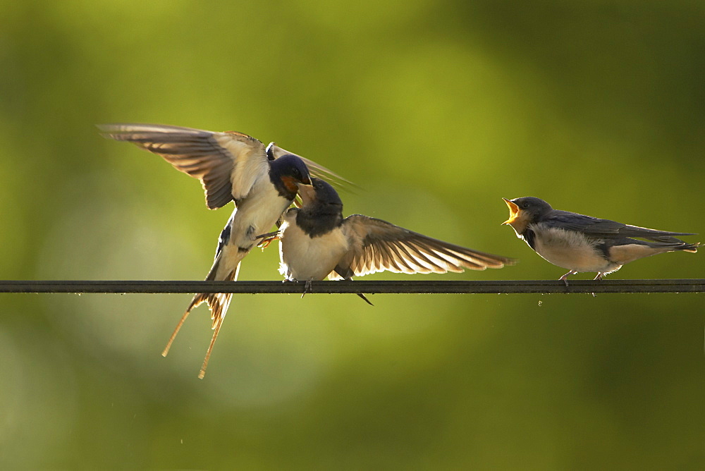 Swallow (Hirundo rustica) feeding young. Loch Awe, Argyll, Scotland, UK