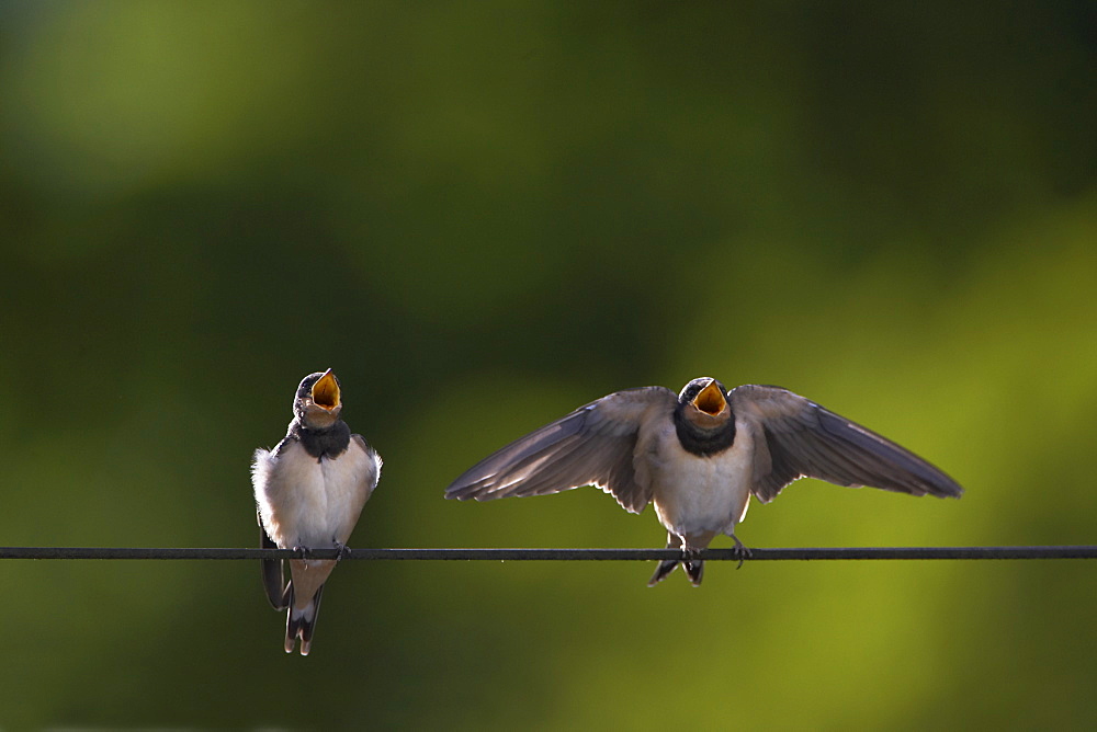 Swallow (Hirundo rustica) juvenile begging for food. Loch Awe, Argyll, Scotland, UK