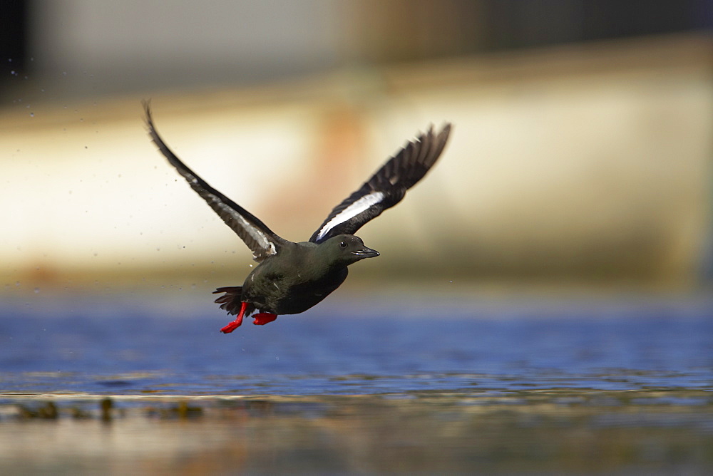 Black Guillemot (Cepphus grylle) flying in the middle of Oban Bay with boats in the background.  Black Guillemots nest in drains and holes in the sea wall in the middle of Oban town centre. Argyll Scotland, UK