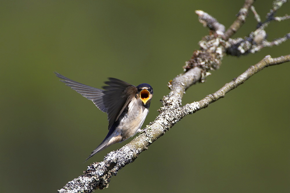 Swallow (Hirundo rustica) juvenile begging for food. Loch Awe, Argyll, Scotland, UK