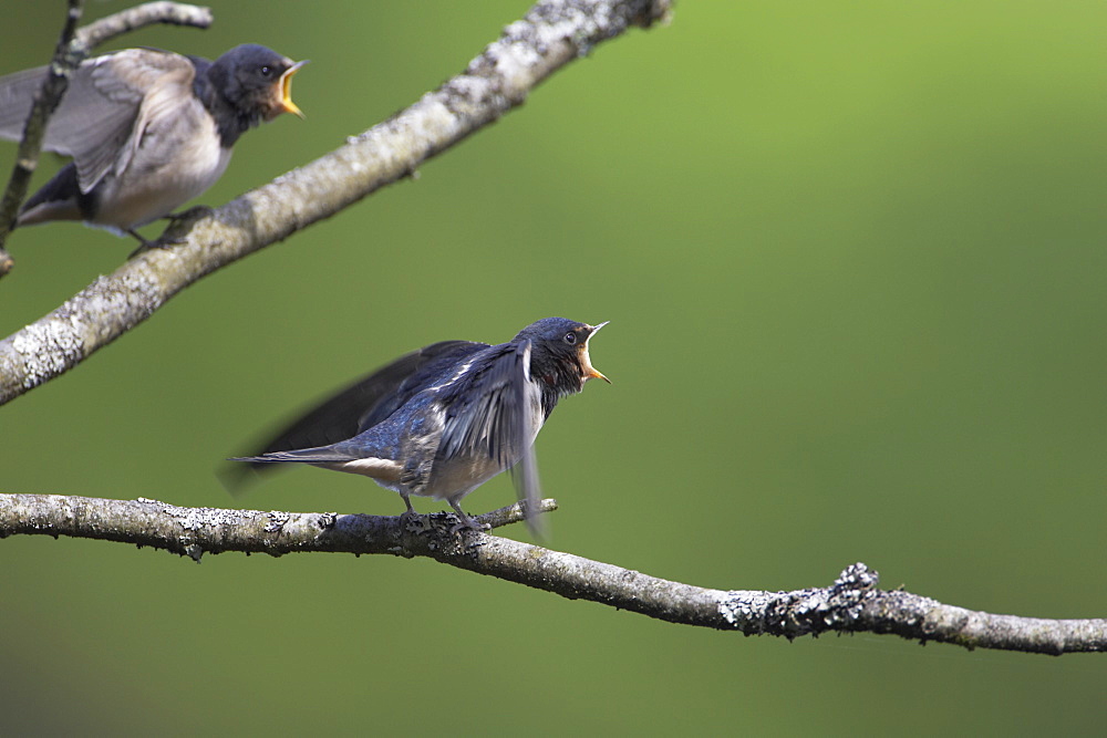 Swallow (Hirundo rustica) juvenile begging for food. Loch Awe, Argyll, Scotland, UK