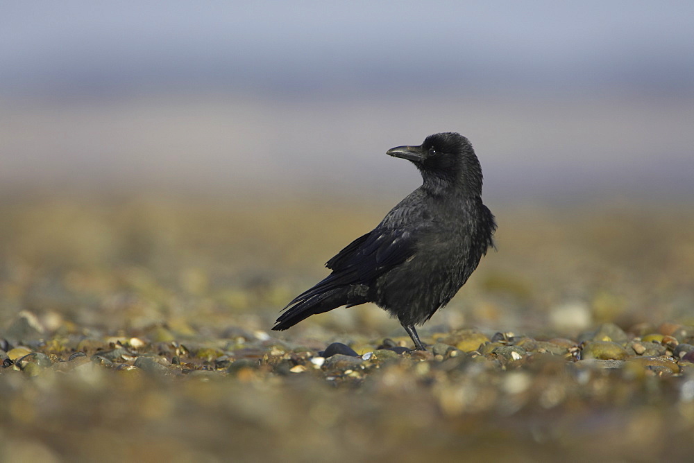 Carrion Crow (Corvus corone corone) portrait on beach while foraging. Angus, Scotland, UK