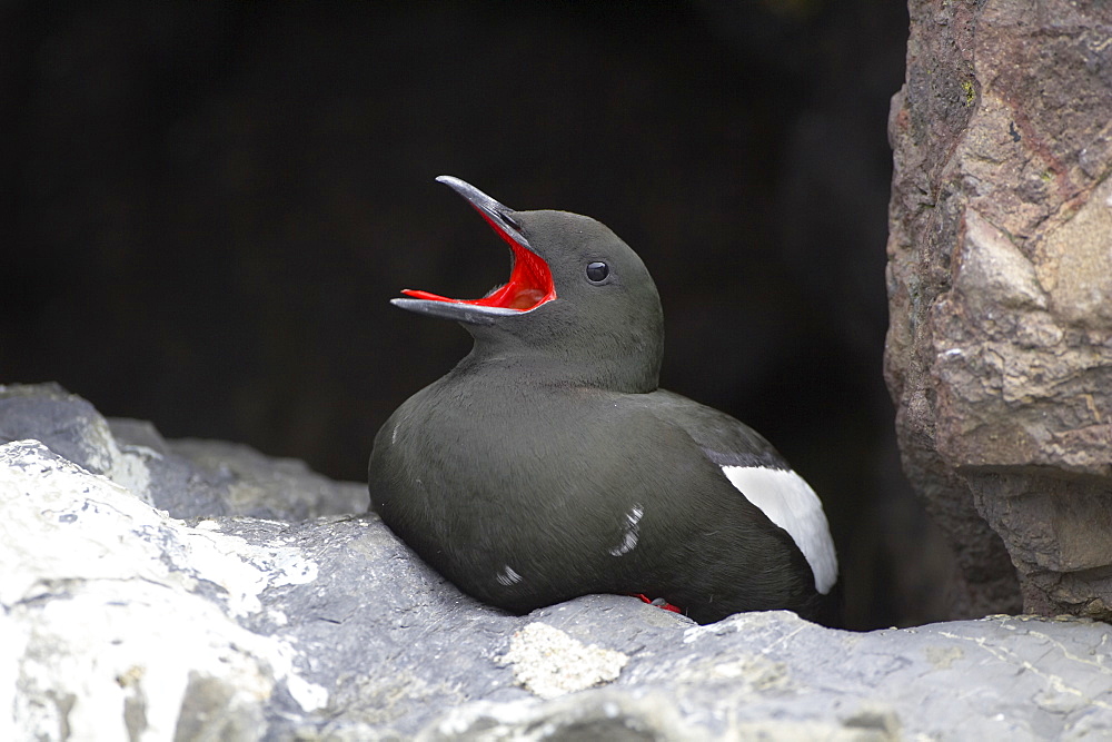 Black Guillemot (Cepphus grylle) calling while sitting in a wall that a pair are nesting in. Black Guillemots nest in drains and holes in the sea wall in the middle of Oban town centre. Argyll Scotland, UK