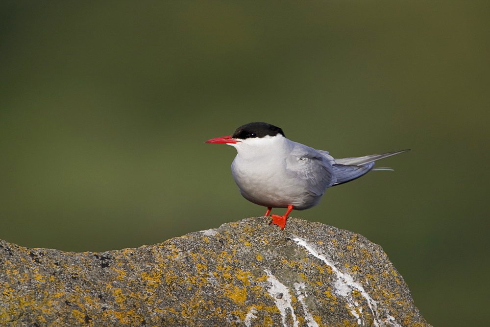 Arctic Tern (Sterna paradisaea) perched on rock. Ganavan, Oban, Scotland, UK