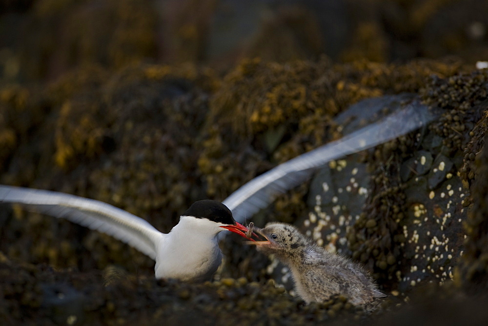 Arctic Tern (Sterna paradisaea) chick perched on rock getting fed by parent. Ganavan, Oban, Scotland, UK