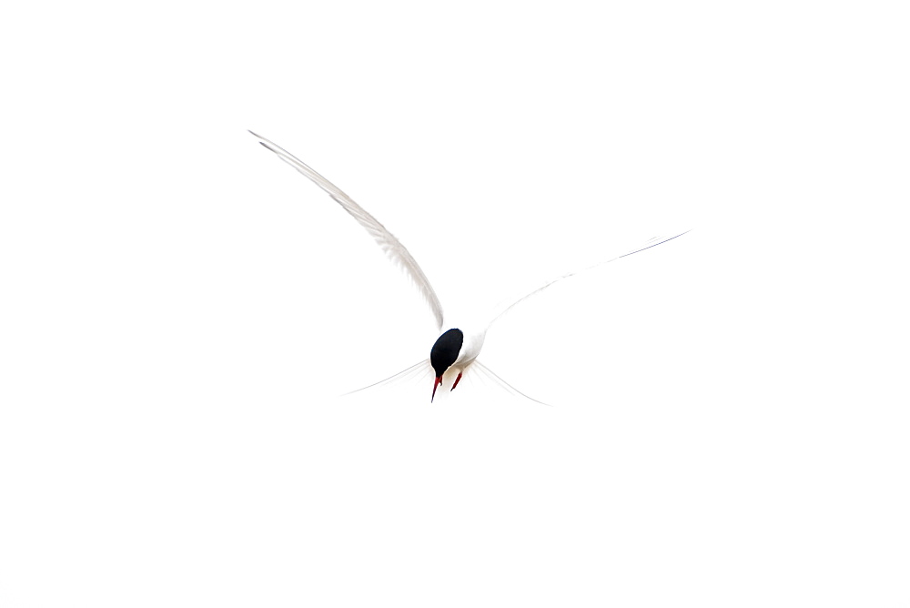 Arctic Tern (Sterna paradisaea) flying. Ganavan, Oban, Scotland, UK