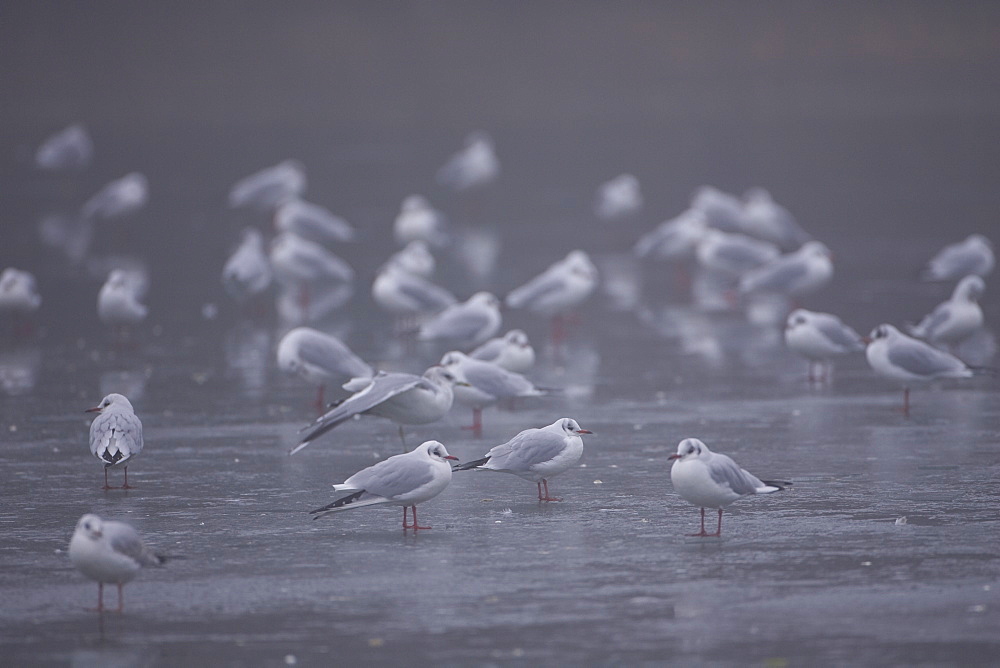 Black-Headed Gull (larus ridibundus) group standing on ice in city park. Glasgow, Hyndland Park, Argyll, Scotland, UK