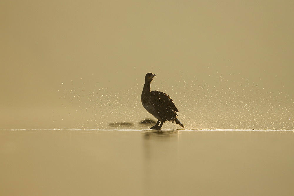 Cormorant (Phalacrocorax carbo) standing on rock with light behind . Kilchrenan, on the banks of Loch Awe, Argyll,, Scotland, UK