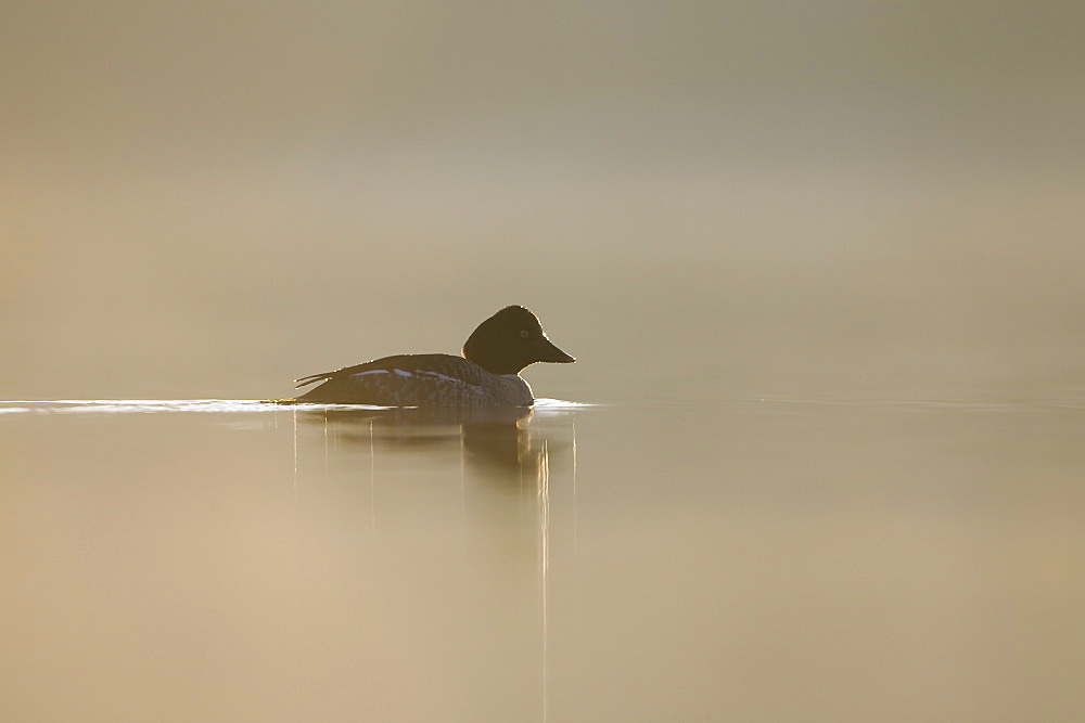 Goldeneye (Bucephala clangula) female swimming in loch, early morning still water, back lit. Nr Kilchrenan, Argyll, Scotland, UK