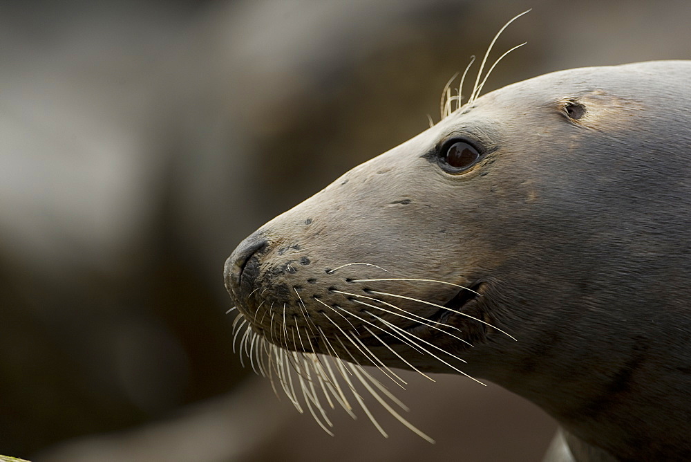 Grey Seal (Halichoerus grypus), female close up head shot with wet fur. Mull of Kintyre near Campbeltown, Argyll, Scotland, UK