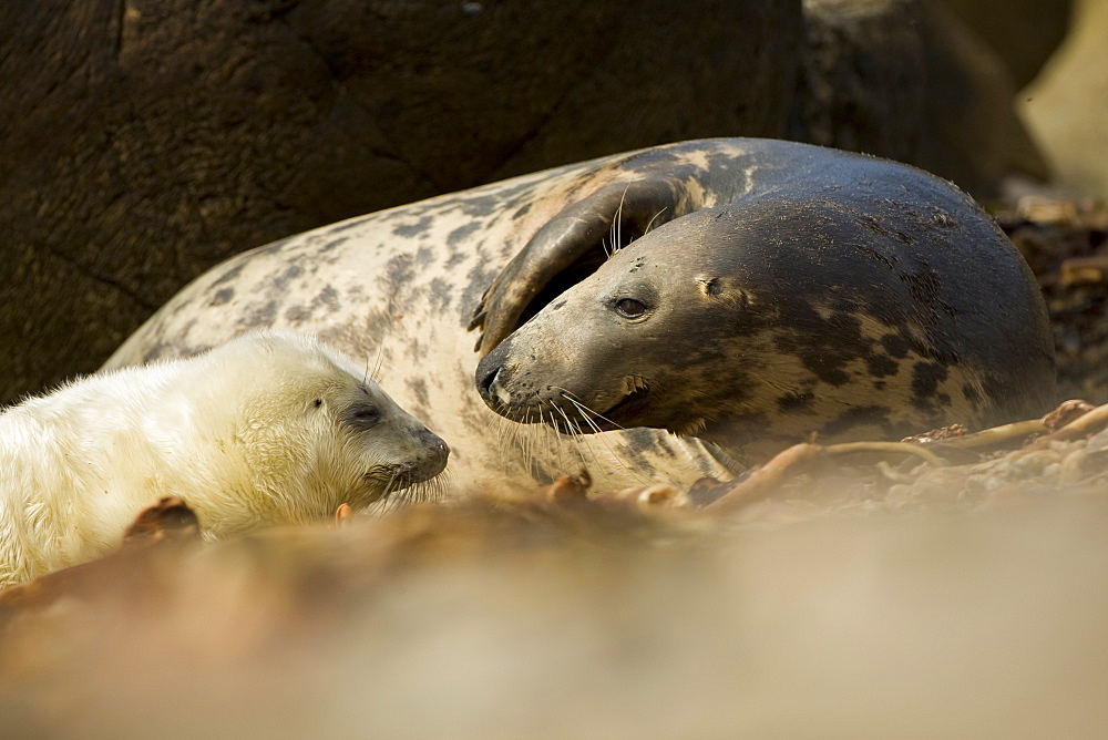 Grey Seal (Halichoerus grypus), female with pup, female is nosing pup to reaffirm parent pup bond.. Mull of Kintyre near Campbeltown, Argyll, Scotland, UK