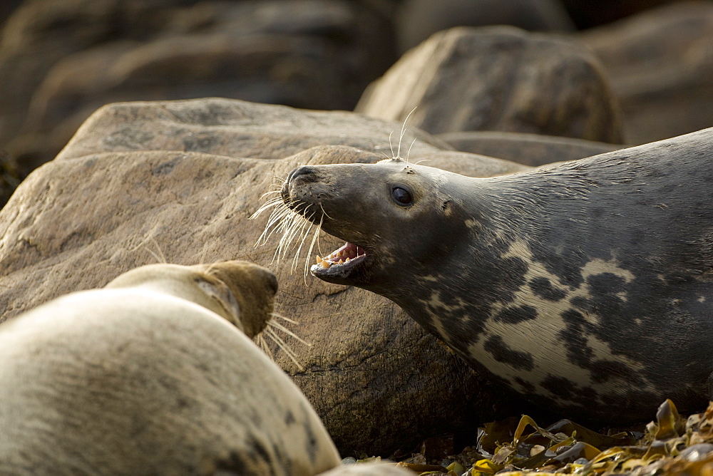 Grey Seal (Halichoerus grypus), two females fighting over territory on the beach . Mull of Kintyre near Campbeltown, Argyll, Scotland, UK