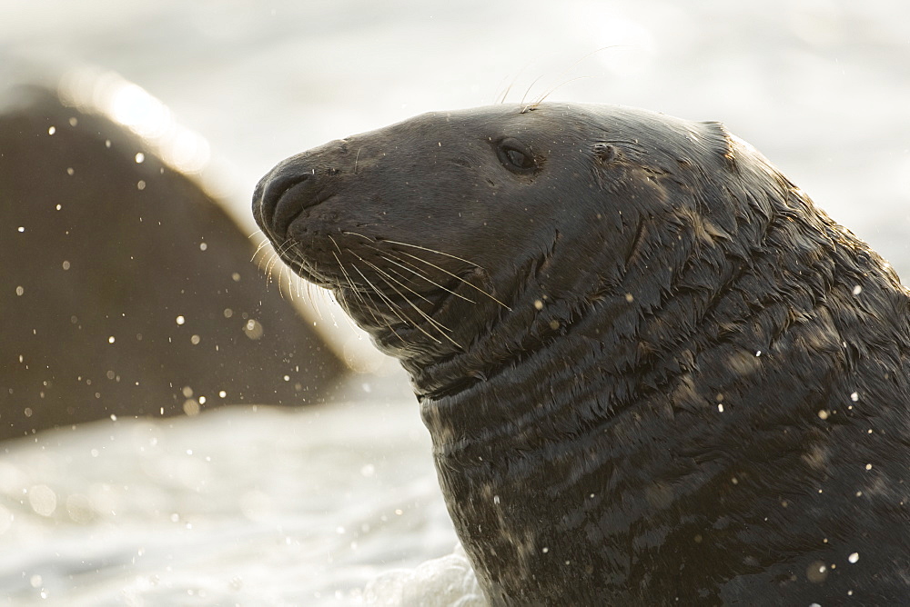 Grey Seal (Halichoerus grypus) close up of bull head. Mull of Kintyre near Campbeltown, Argyll, Scotland, UK