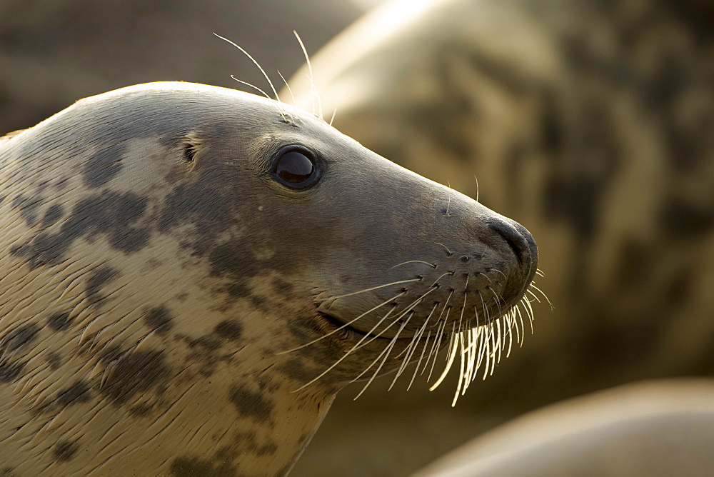 Grey Seal (Halichoerus grypus), female close up head shot with wet fur. Mull of Kintyre near Campbeltown, Argyll, Scotland, UK