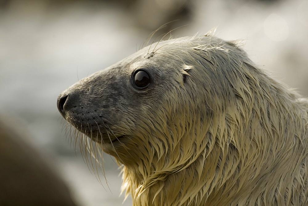 Grey Seal (Halichoerus grypus) pup portrait head shot with eyes open, taken on rocky beach in the west coast of Scotland. Mull of Kintyre near Campbeltown, Argyll, Scotland, UK