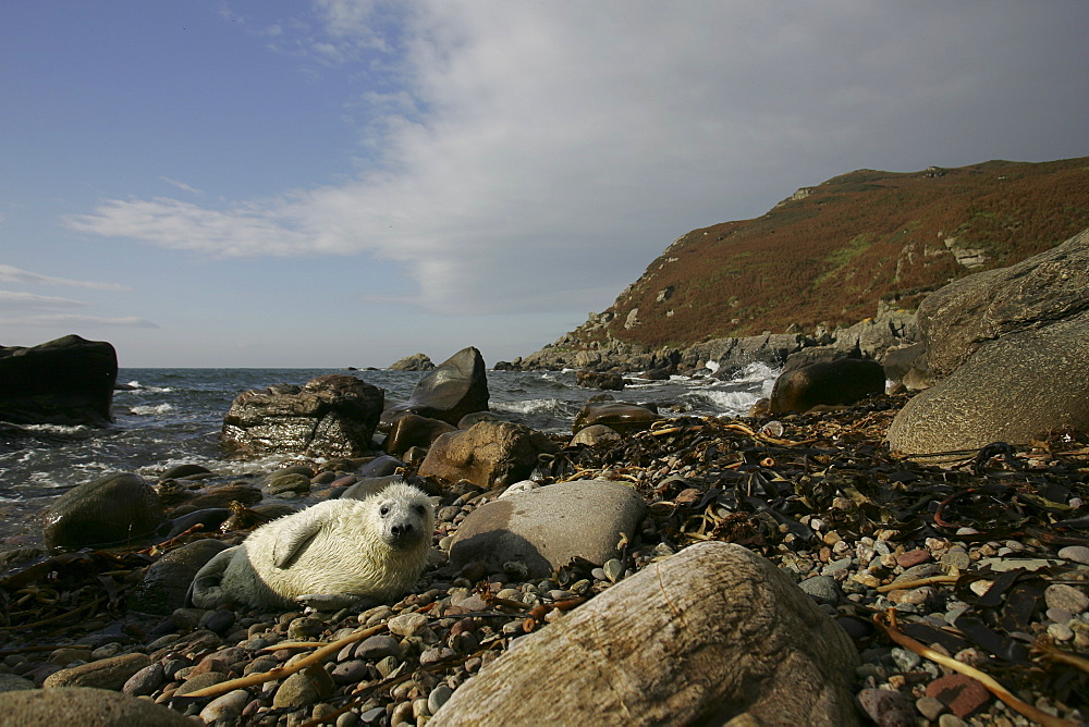 Grey Seal (Halichoerus grypus) wide angle shot with pup lying on rocky beach asleep. Mull of Kintyre near Campbeltown, Argyll, Scotland, UK