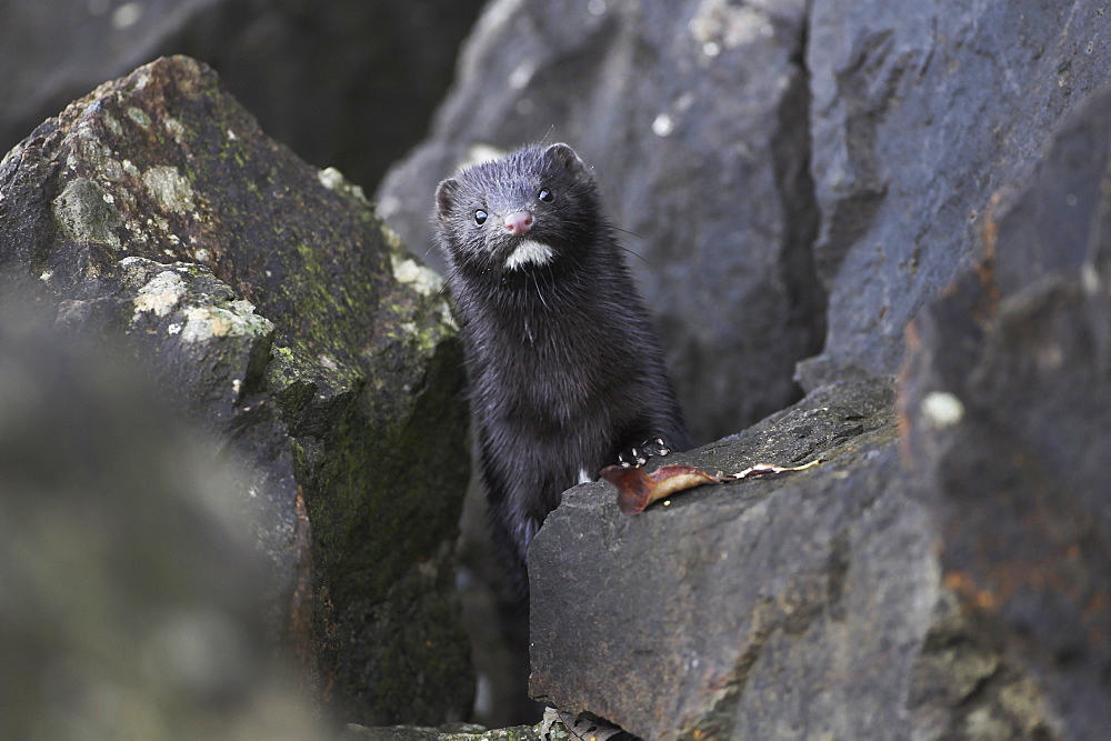 American Mink (Mustela vison) peering over rock with wet fur, paw on rock. American Mink is a formidable predator in water environments, unfortunately it is in the wrong country. This one was hunting amongst rocks on the banks of Loch Awe.  Argyll, Scotland