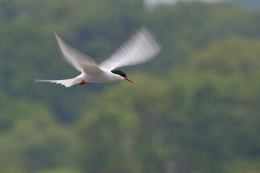 Arctic Tern (Sterna paradisaea) flying. Ganavan, Oban, Scotland, UK