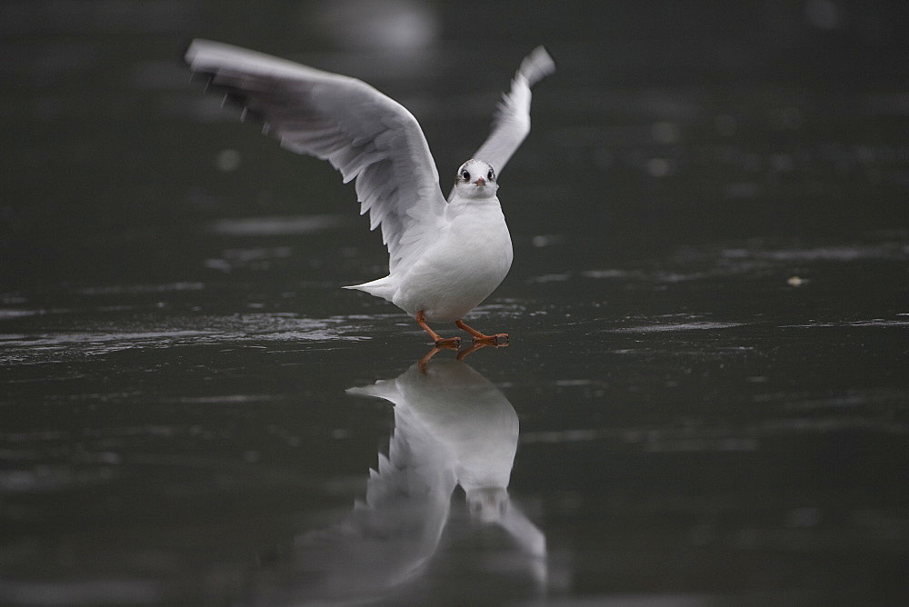 Black-Headed Gull (larus ridibundus) taking of from ice on a frozen pond in Glasgow city centre front on view. Glasgow, Hyndland Park, Argyll, Scotland, UK