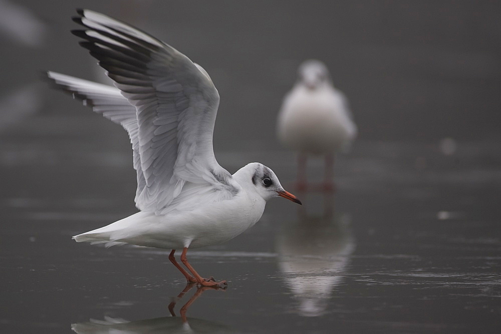 Black-Headed Gull (larus ridibundus) taking off from ice on a frozen pond in Glasgow city centre . Glasgow, Hyndland Park, Argyll, Scotland, UK