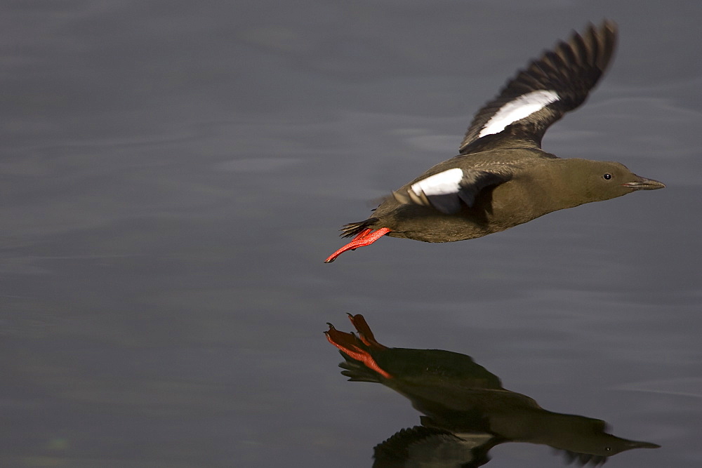 Black Guillemot (Cepphus grylle) flying over water with reflection. Oban Bay, Argyll, Scotland, UK