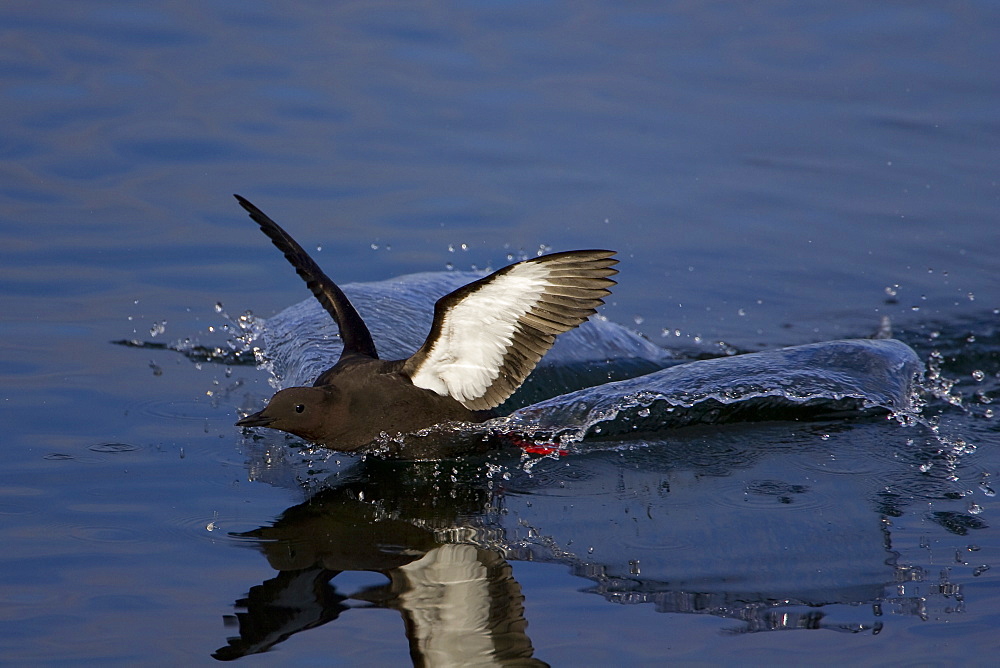 Black Guillemot (Cepphus grylle) landing on water with splash either side of animal. Oban Bay, Argyll, Scotland, UK