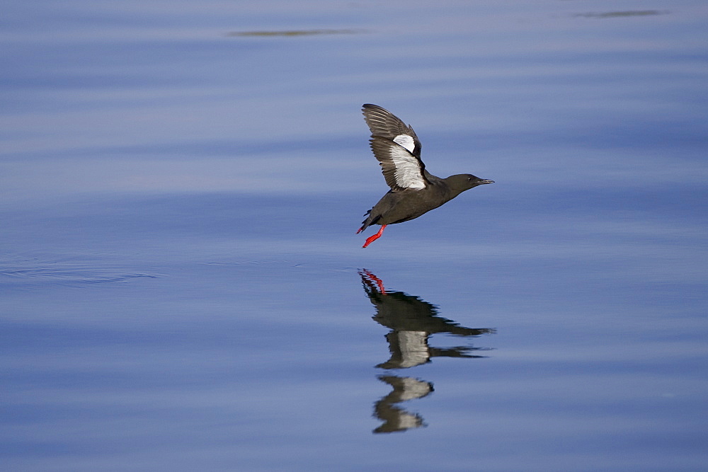 Black Guillemot (Cepphus grylle) flying over water with reflection. Oban Bay, Argyll, Scotland, UK