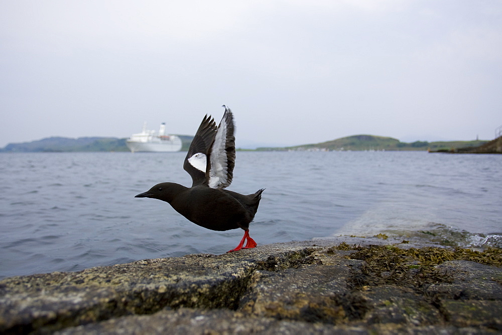 Black Guillemot (Cepphus grylle) wide angle view of bird taking off from jetty with cruise liner in background. Oban Bay, Argyll, Scotland, UK