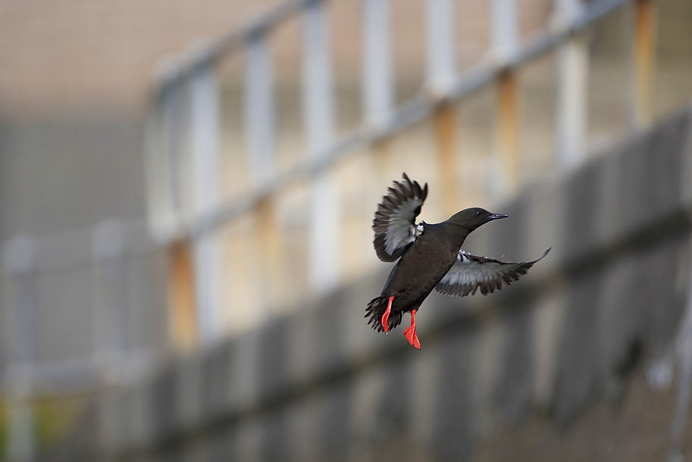 Black Guillemot (Cepphus grylle) flying with out of focus wall and fence in background. Oban Bay, Argyll, Scotland, UK