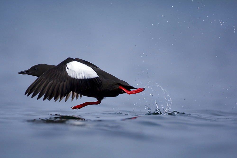 Black Guillemot (Cepphus grylle) taking off from water. Oban Bay, Argyll, Scotland, UK