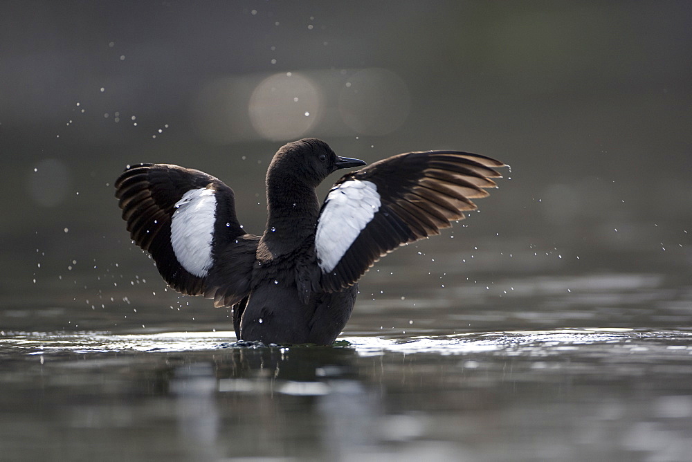 Black Guillemot (Cepphus grylle) floating on surface of still water stretching wings. Oban Bay, Argyll, Scotland, UK