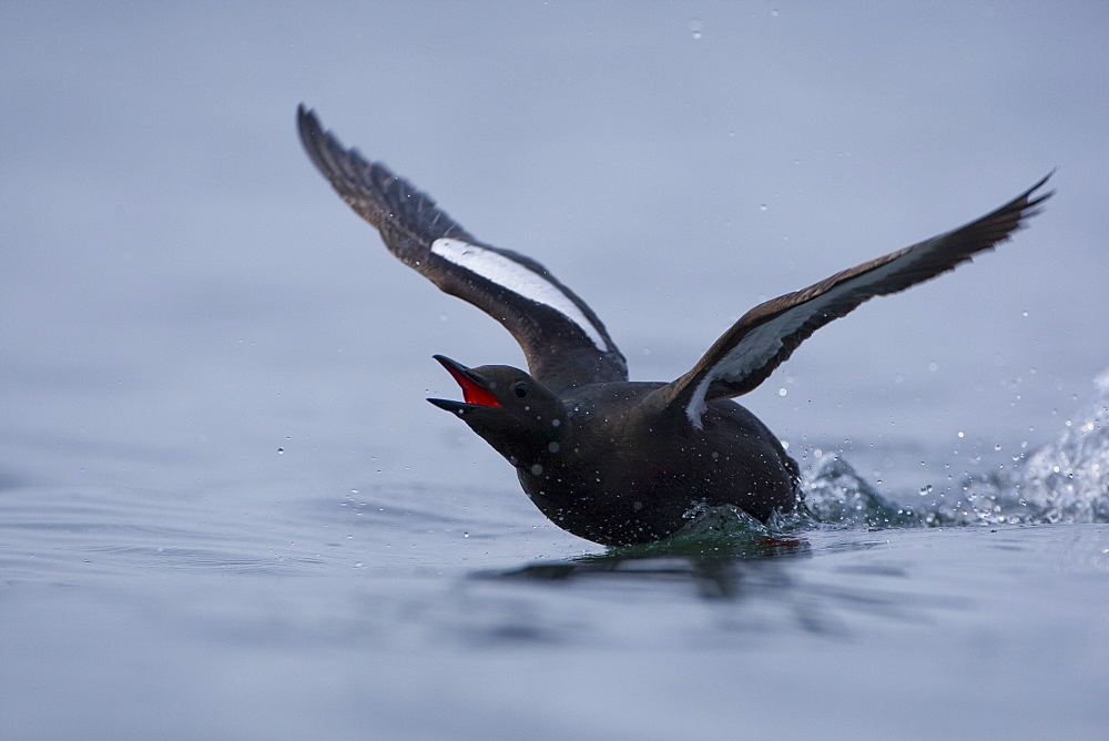 Black Guillemot (Cepphus grylle) landing on water with splash either side of animal. Oban Bay, Argyll, Scotland, UK